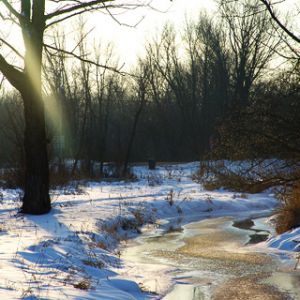 Ruscello Invernale nella Natura