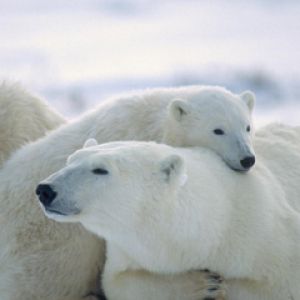 Orsi Polari nella Neve