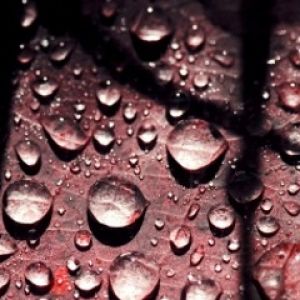 Gocce d'acqua su una foglia