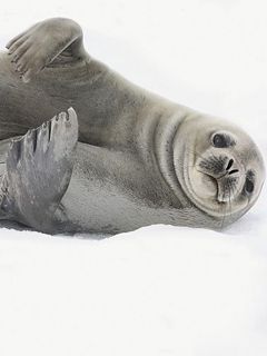 Foca Carina che Riposa - wallpaper preview