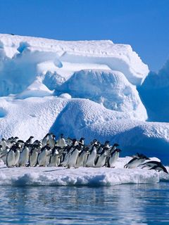 Pinguini sul Ghiaccio