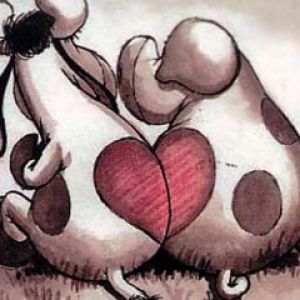 Mucche Carine Innamorate