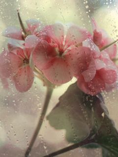 Fiori Rosa con Gocce di Pioggia