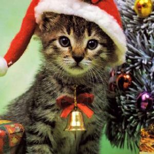 Gatto di Natale Carino