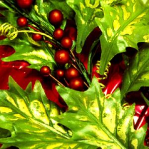 Foglie e Bacche di Agrifoglio Natalizie