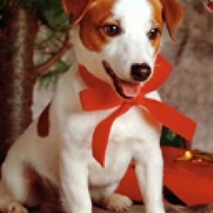 Cane Carino con Fiocco di Natale