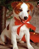 Cane Carino con Fiocco di Natale - wallpaper preview