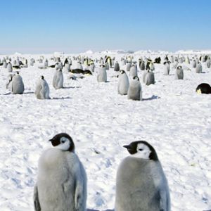 Cuccioli di Pinguino nella Neve