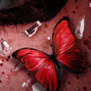 Primo Piano Farfalla Rossa