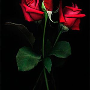 Rose Rosse su Sfondo Nero