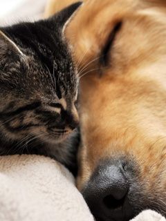 Gatto e Cane Carini Insieme - wallpaper preview