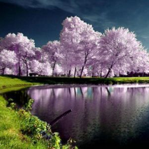 Serena Riflesso di Ciliegio Rosa