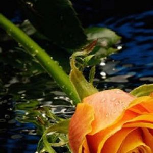 Bella Rosa Arancione