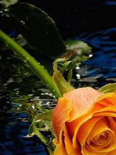 Bella Rosa Arancione - wallpaper preview