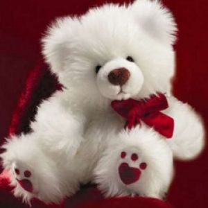 Orsetto Bianco Carino
