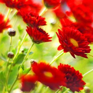 Fiori Rossi Vivaci