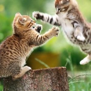 Gattini giocosi nella natura