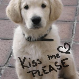 Cucciolo di Golden Retriever Carino