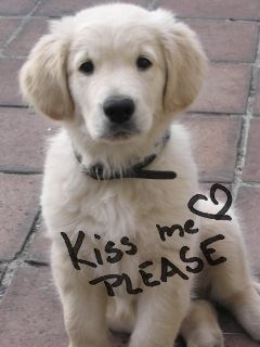Cucciolo di Golden Retriever Carino