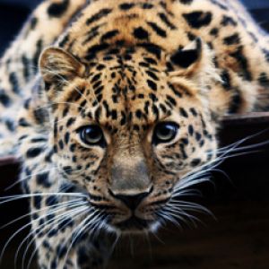 Primo piano di un Leopardo