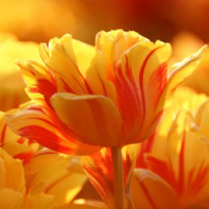 Tulipani Gialli Vibranti