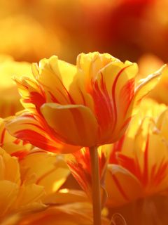 Tulipani Gialli Vibranti - wallpaper preview