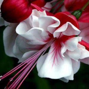 Bellissimi Fiori Rossi e Bianchi