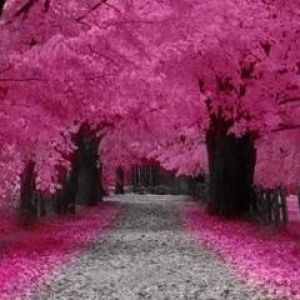 Sentiero di Fiori di Ciliegio Rosa
