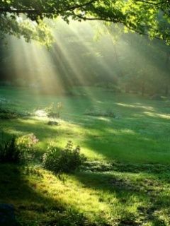 Raggi di Sole tra gli Alberi - wallpaper preview