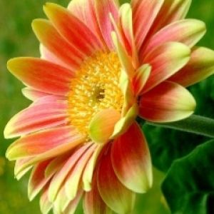 Gerbera Vivace