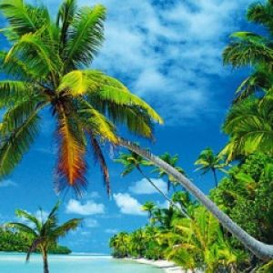 Paradiso Tropicale