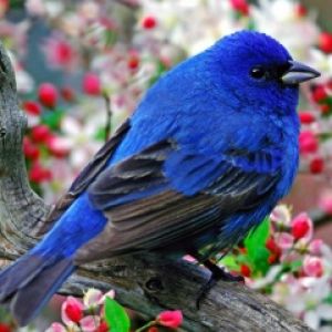 Uccello Blu su Ramo Fiorito