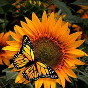 Girasole e Farfalla