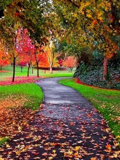 Sentiero Autunnale nella Natura - wallpaper preview