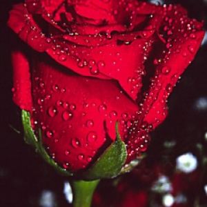 Bella Rosa Rossa con Rugiada