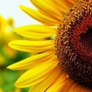 Primo piano di un girasole vibrante