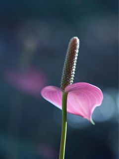 Fiore Rosa Elegante - wallpaper preview