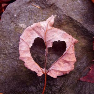 Foglia a forma di cuore su pietra