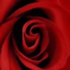 Rosa Rossa Ingrandita