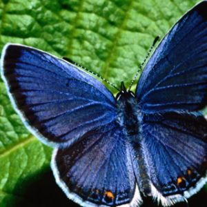 Farfalla Blu su Foglia Verde