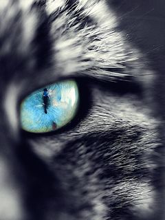 Primo Piano di Occhio di Gatto - wallpaper preview
