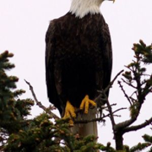 Aquila di mare in natura