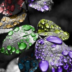 Gocce d'acqua colorate su foglie