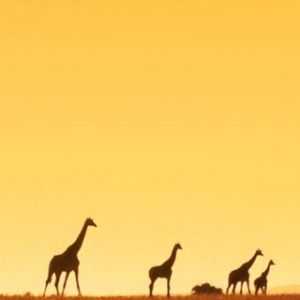 Giraffe Silhouette al Tramonto