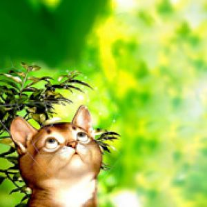 Gatto Carino nella Natura