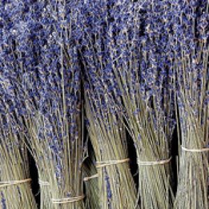 Mazzetti di Lavanda