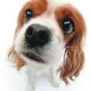 Cavalier King Charles Spaniel Carino