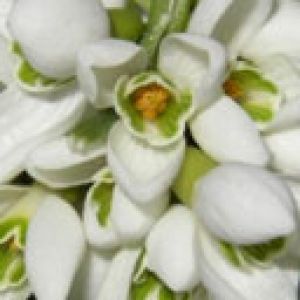 Bellissimi Fiori Bianchi