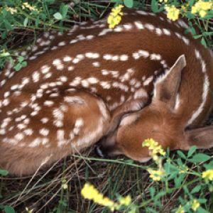 Fauna addormentata nella natura