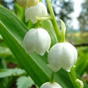 Delicate Fiori di Mughetto